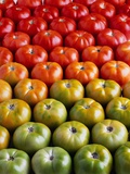 Buy Red and Green Tomatoes at AllPosters.com