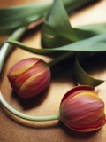 Buy Orange Tulips at AllPosters.com