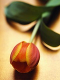 Buy Orange Tulip at AllPosters.com