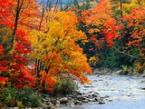 Stream in Autumn Woods Photographic Print