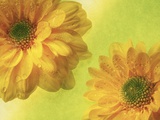 Two Yellow Chrysanthemums