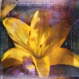Yellow Lily and Text