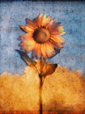 Buy Sunflower and Sky at AllPosters.com