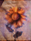 Sunflower and Text