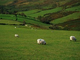 Sheep and Stone Walls in Green Pastures