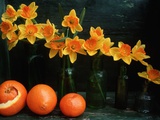 Arrangement of Daffodils and Oranges