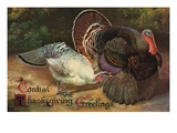 Postcard of Turkeys