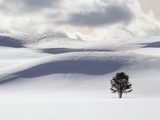 Lodgepole Pine in Snow