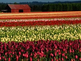 Rows of Tulips at DeGoede