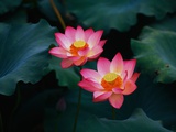 Lotus Flowers
