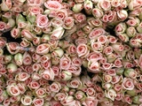 Buy Pink and Cream Rose Bud Bunches at AllPosters.com