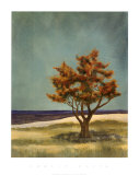 Lonely Vista