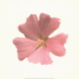 Buy Petales Roses I at AllPosters.com