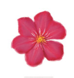 Buy Petales Roses II at AllPosters.com