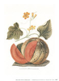 Melon