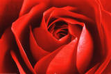 Buy Red Rose at AllPosters.com