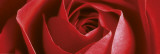 Buy Red Rose at AllPosters.com