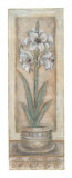 Buy White Amaryllis at AllPosters.com