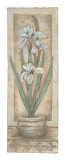 Buy White Iris at AllPosters.com