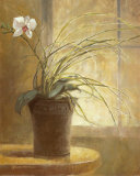 Orchid Simplicity