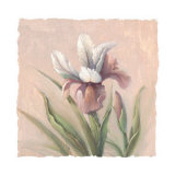 Buy Iris Elegance at AllPosters.com