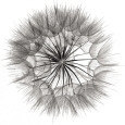Buy at Art.com