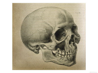 Illustration of the Skull of a Bushman of the Hottentot Tribe Africa Giclee 