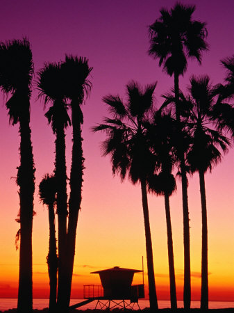 Palm Trees at Sunset, Venice