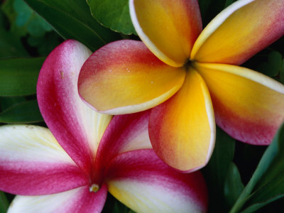 Frangipani Flower Detail Cook Islands Photographic Print