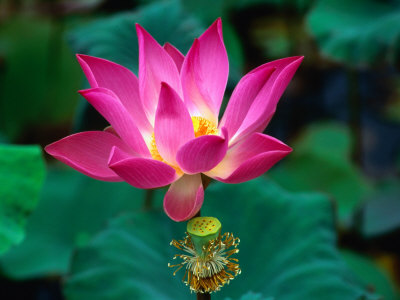 Lotus Flower Indonesia Photographic Print zoom view in room