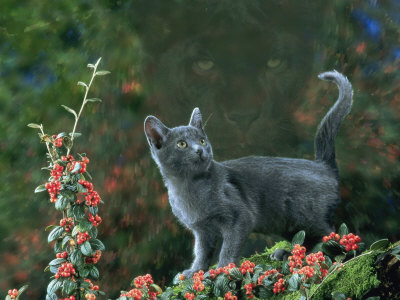 Black Domestic Cat Kitten on Garden Wall with Black Jaguar Leopard Shadow in