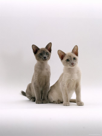 Tonkinese Kittens Sitting