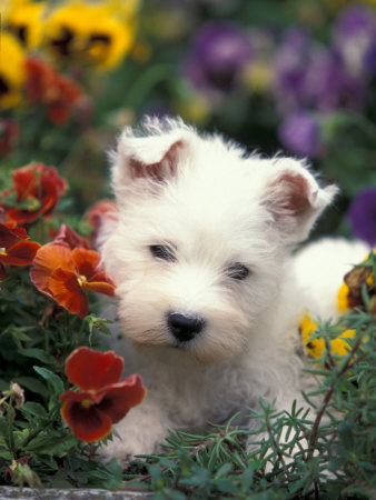 West Highland Terrier Westie Puppy Among Flowers Premium Poster