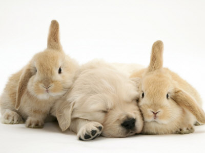 pictures of puppies sleeping. Golden Retriever Puppy Sleeping Between Two Young Sandy Lop Rabbits Premium 