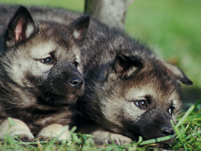 norwegian elkhound