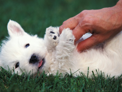 West Highland Terrier Westie Puppy Being Petted Premium Poster