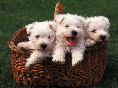 Three West Highland Terrier Westie Puppies in a Basket Premium Poster