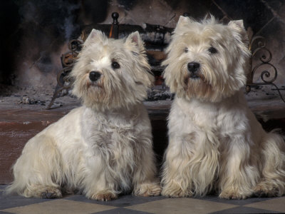 Domestic Dogs Two West Highland Terriers Westies Sitting Together Premium 