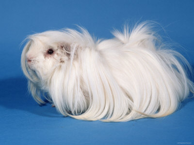 White Peruvian Guinea Pig