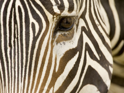 Closeup of a Grevys Zebra's Face Photographic Print zoom view in room