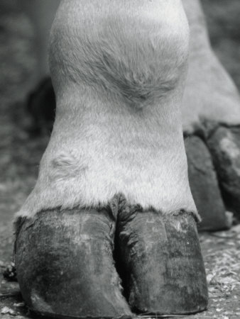 Closeup of Camel's Foot Photographic Print zoom view in room