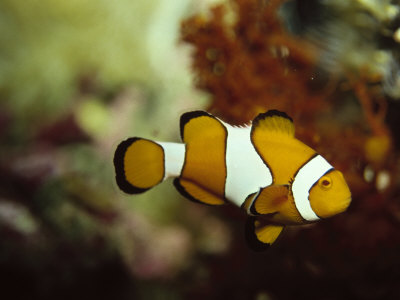 Clown Fish, Great Barrier Reef