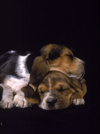 pictures of puppies sleeping. Basset Hound Puppies Sleeping Photographic Print. zoom. view in room