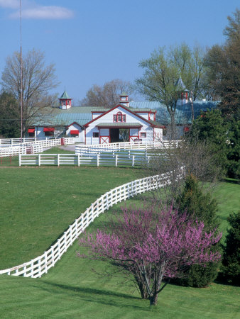 Calumet Horse Farm Lexington KY Photographic Print zoom view in room