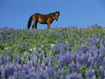 field of wild flowers field of wild flowers