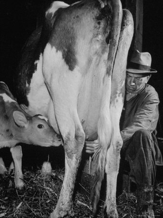 Farmer Milking Cow Premium Photographic Print zoom view in room