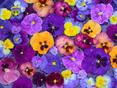 Pansy Flowers Floating in Bird Bath with Dew Drops Sammamish Washington 