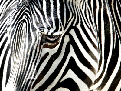 A Zebra at the Frankfurt Zoo Photographic Print zoom view in room