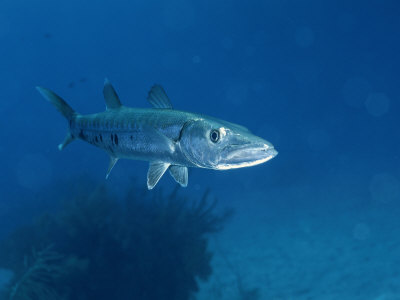 A Barracuda Fish Photographic Print zoom view in room