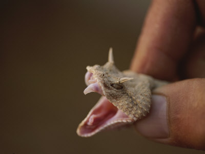 Horned Viper